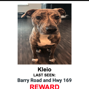 Lost Dog Kleio