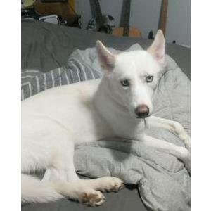 Lost Dog Sable