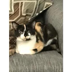 Image of Oogie, Lost Cat