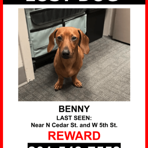 Lost Dog Benny