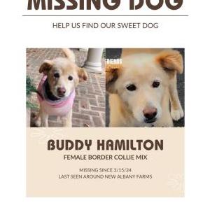 Lost Dog Buddy Hamilton