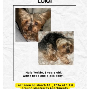 Lost Dog Luigi