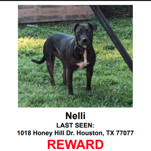 Lost Dog Nelli