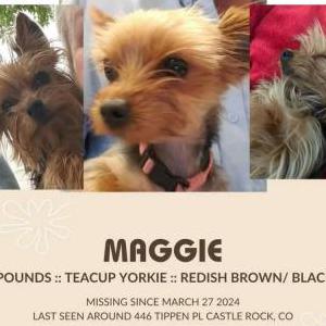 Lost Dog Maggie