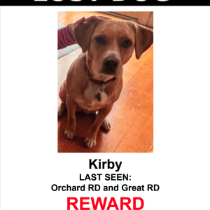 Lost Dog Kirby