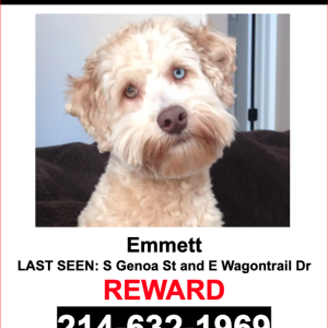 Lost Dog Emmett
