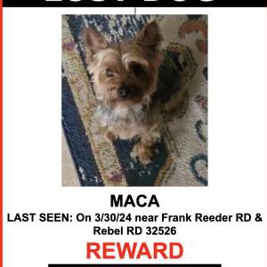 Image of Maca, Lost Dog