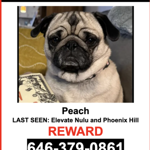 Image of Peach, Lost Dog