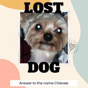 Image of Chievee, Lost Dog