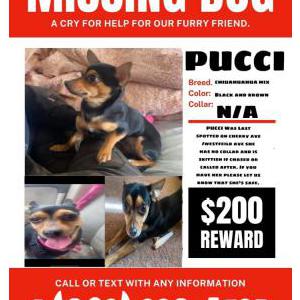 Lost Dog Pucci