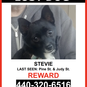 Lost Dog Stevie