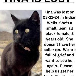 Lost Cat Tina