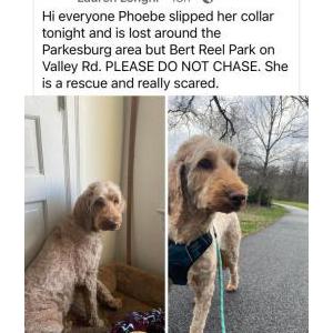 Lost Dog Phoebe