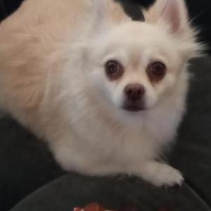 Image of Betty, Lost Dog
