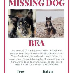 Lost Dog Bea