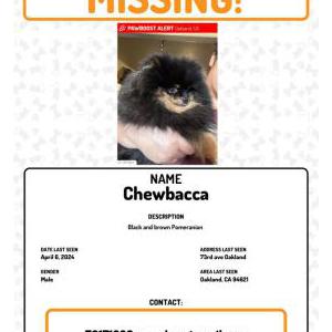 Image of Chewbacca, Lost Dog