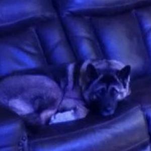 Image of Charmie, Lost Dog
