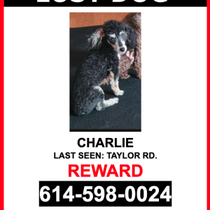 Lost Dog Charlie