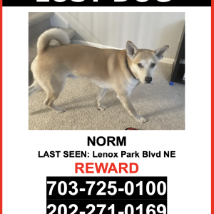 Image of Norm, Lost Dog