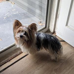Image of Pixel, Lost Dog