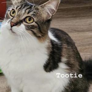 Lost Cat Tootie