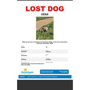 Image of Xena, Lost Dog