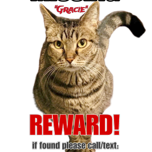 Lost Cat Gracie