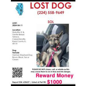 Image of Sol, Lost Dog
