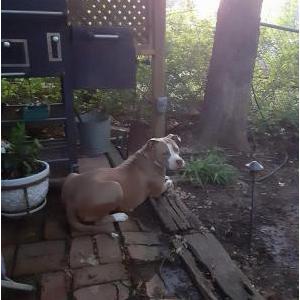 Image of Reesy, Lost Dog