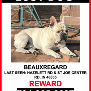 Image of BEAUXREGARD, Lost Dog