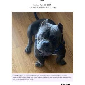 Image of Icy, Lost Dog