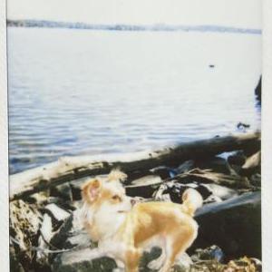 2nd Image of Apollo, Lost Dog