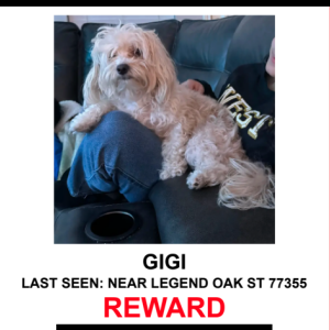 Image of GIGI, Lost Dog