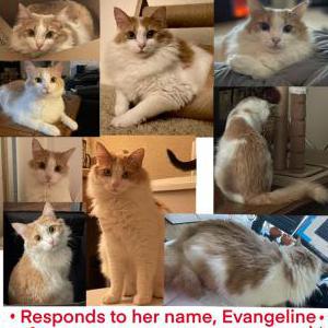 Lost Cat Evangeline