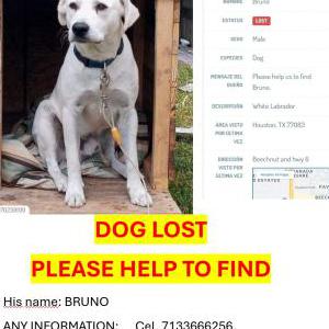 2nd Image of BRUNO, Lost Dog