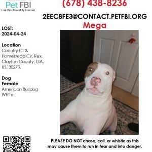 Image of Mega, Lost Dog