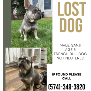 Image of Sanji, Lost Dog