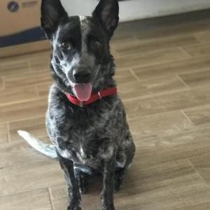 Image of Roo, Lost Dog