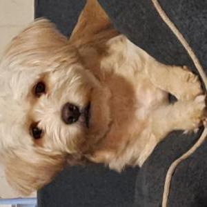 Image of Buttercup, Lost Dog