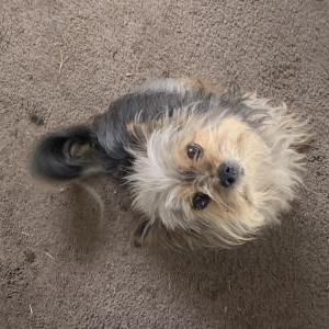 Image of Tootsie, Lost Dog