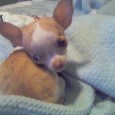 Found Dog Peewee Found Dog Peewee
