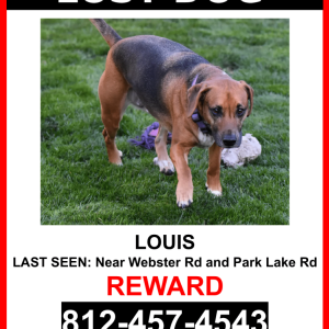 Lost Dog Louis