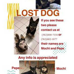 Lost Dog Mochi & Pepe