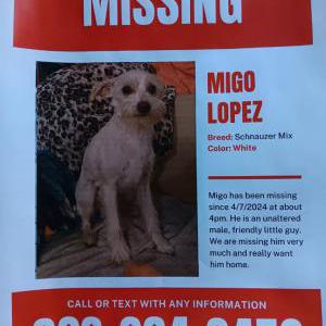 Lost Dog Migo