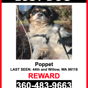 Image of Poppet, Lost Dog