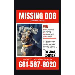 Lost Dog Otis