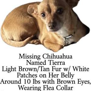 Image of Tierra, Lost Dog