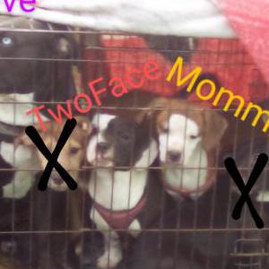 Image of Olive,TwoFace,Mommas, Lost Dog