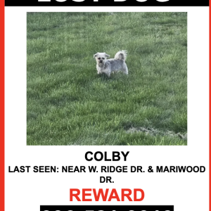 Lost Dog Colby