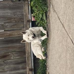 Lost Dog Lilly